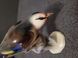 Hertwig Katzhutte German Porcelain Bird Figurine