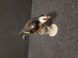 Hertwig Katzhutte German Porcelain Bird Figurine