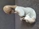 Lladro Porcelain Figurine "Cat Nap" No. 5640 | 1990 | Spain