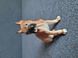 Vintage porcelain figurine of a boxer dog