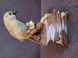 Vintage porcelanowa figurka Homco Masterpiece &bdquo;Mocking Bird&rdquo;