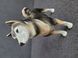 Rare porcelain figurine husky dog Germany