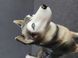 Rare porcelain figurine husky dog Germany
