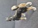 Rare porcelain figurine husky dog Germany