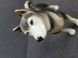 Rare porcelain figurine husky dog Germany
