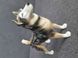Rare porcelain figurine husky dog Germany